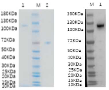 1. THBS4: 1 μg<br />2. BSA: 1 μg